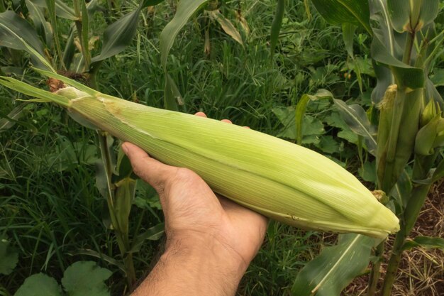 Agricoltore che tiene una pannocchia di mais sul campo della piantagione giorno della terra concetto di vacanza di primavera