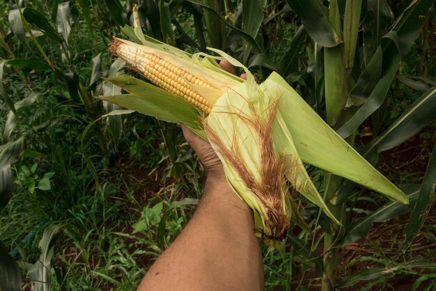 Farmer holding a corn cob on plantation field earth day spring holiday concept