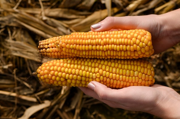 Farmer holding corncobs in corn fieldclose up