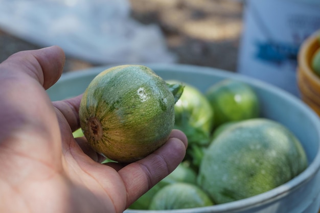 Farmer holding courgettemexican squash