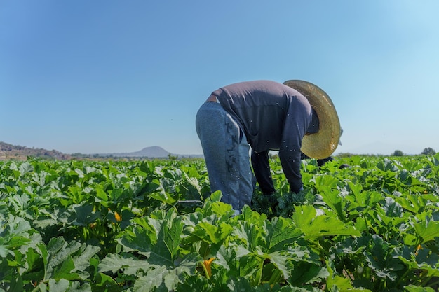 Farmer holding courgettezucchini