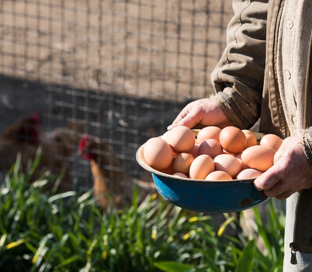 Farmer holding fresh organic eggs