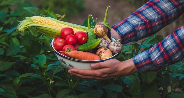 Farmer holding freshly picked vegetables from the farm