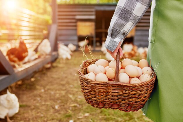 farmer holding goat with eggs in chicken eco farm free range chicken farm