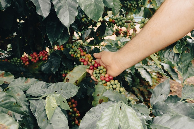 Фермер держит зеленые, желтые и красные кофейные ягоды на плантации Поле кофейной плантации