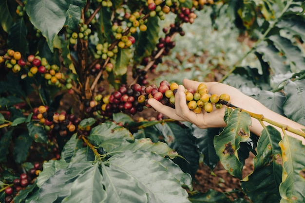 Farmer holding green yellow and red coffee fruit berries in plantation Coffee plantation field