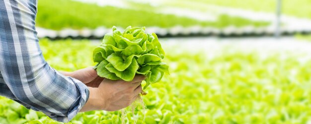 Farmer holding hydroponic vegetable in farm natural organic plant growth Nontoxic