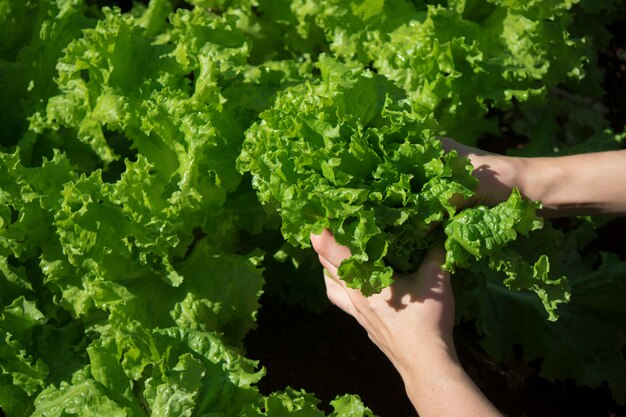 Farmer holding lettuce growing on fertile soil