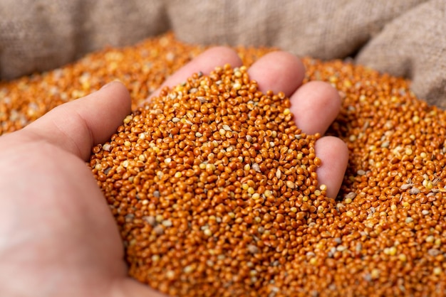 Farmer holding millet in hand checking its quality