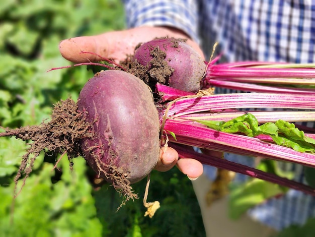 有機野菜を持つ農家