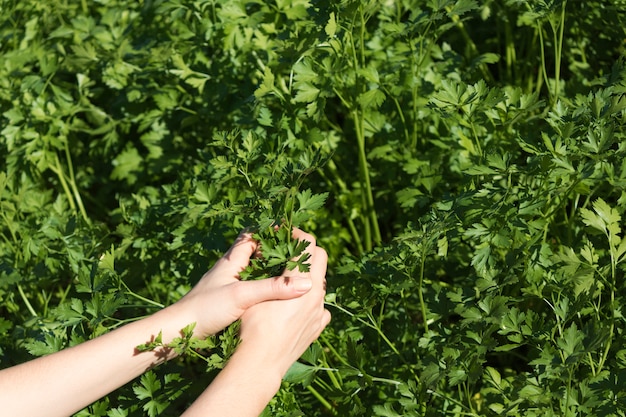 Farmer holding parsley growing on fertile soil