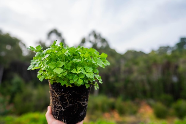 farmer holding parsley plant in there garden in spring