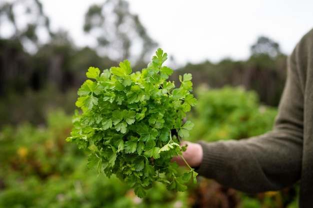 farmer holding parsley plant in there garden in spring