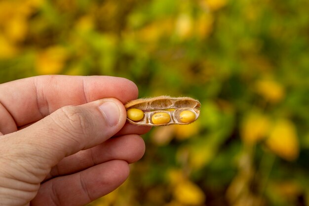 Farmer holding raw dry soybeans in hand in the field