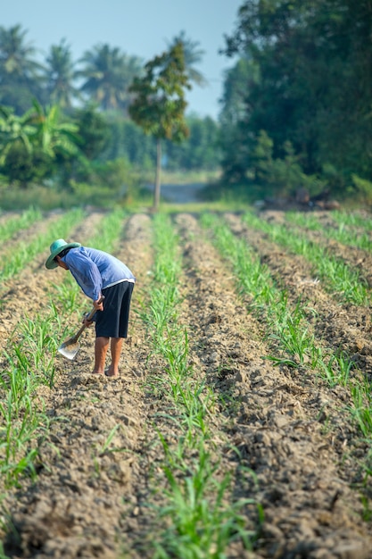 Farmer holding spade working in field