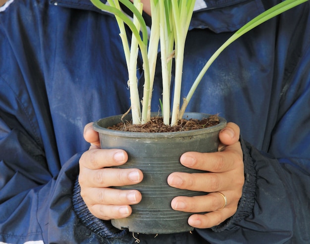 Farmer holding Spring onion in flowerpot.