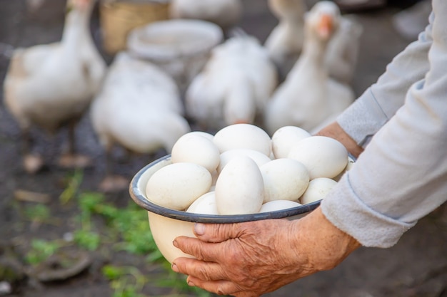 Farmer holding white eggs in a bowl