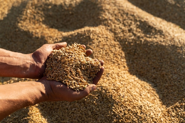 Farmer holds barley grain in his hands