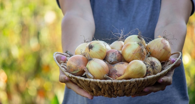 The farmer holds a basket with onions in his hands Selective focus