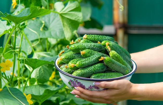 The farmer holds a bowl of freshly picked cucumbers in his hands selective focus