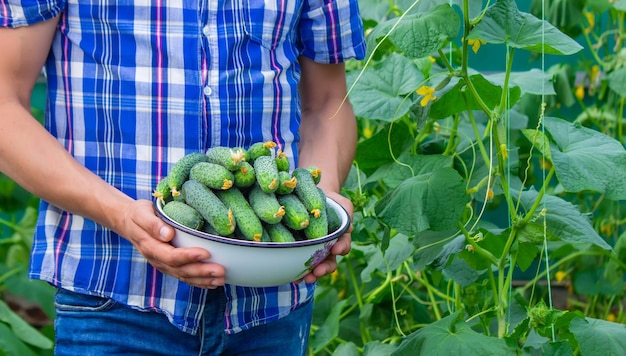 The farmer holds a bowl of freshly picked cucumbers in his hands