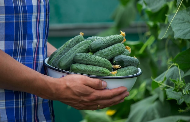 The farmer holds a bowl of freshly picked cucumbers in his hands