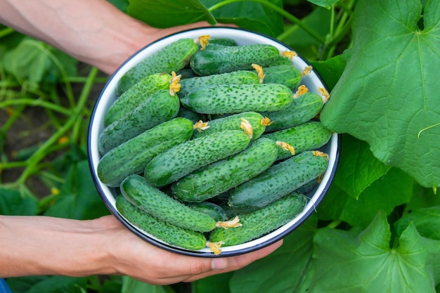 The farmer holds a bowl of freshly picked cucumbers in his hands