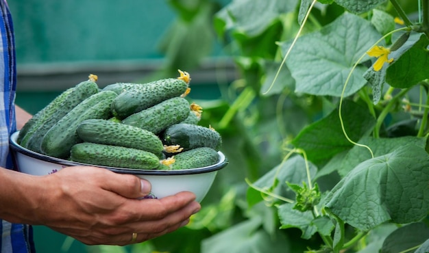 The farmer holds a bowl of freshly picked cucumbers in his hands