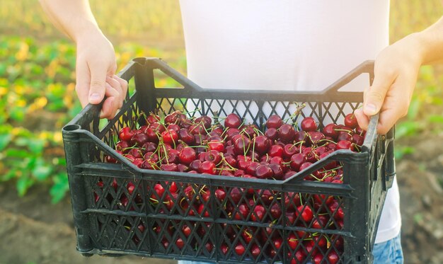 Foto un contadino tiene una scatola di ciliegie rosse appena raccolte nel giardino frutta organica fresca estate