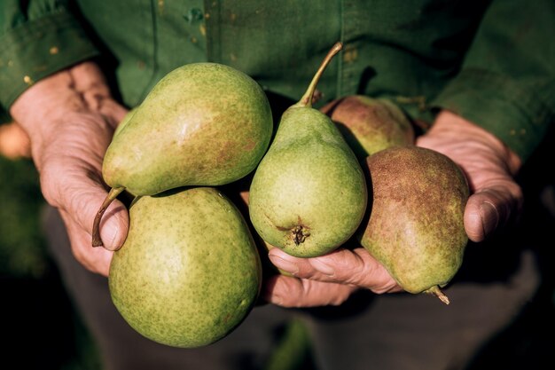 A farmer holds fresh pears in his hands. autumn harvest.