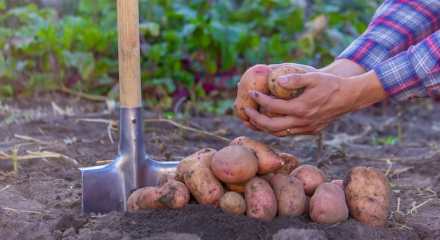 A farmer holds a freshly harvested potato crop in his hands