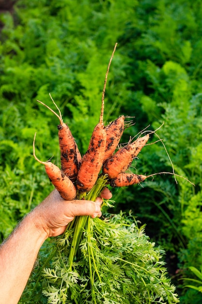 The farmer holds in his hand a carrot already harvested from the garden Freshly picked carrots