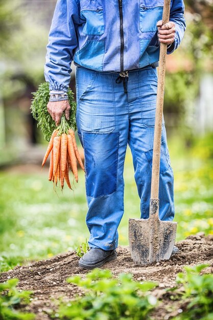 Foto un contadino tiene in mano delle carote appena maturate in giardino