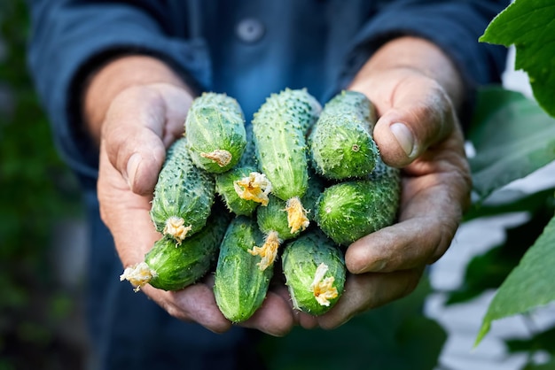 The farmer holds in his hands a new crop of fresh cucumbers from the greenhouse