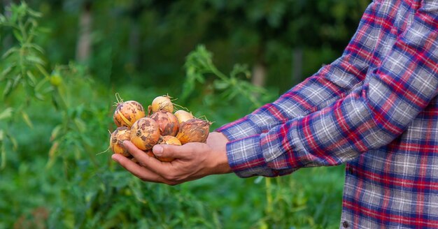 The farmer holds an onion in his hands