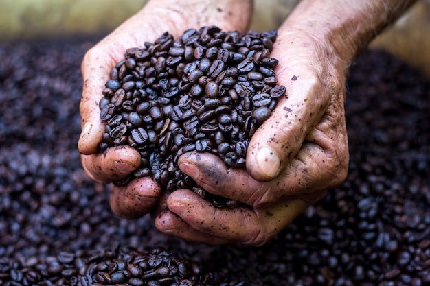 L'agricoltore tiene in mano i chicchi di caffè tostati