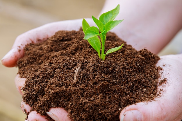 The farmer holds the soil with seedlings of pepper in his hands.