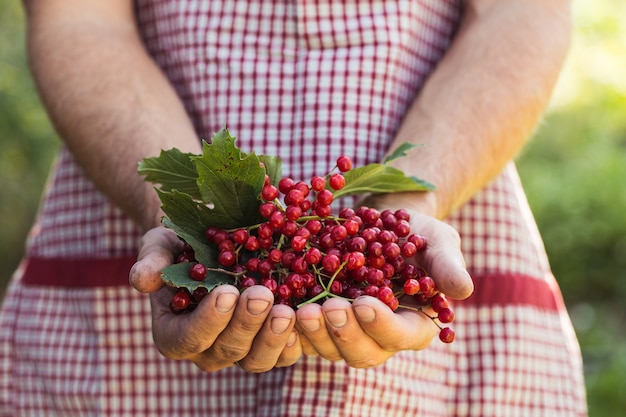 L'agricoltore tiene le bacche di viburno