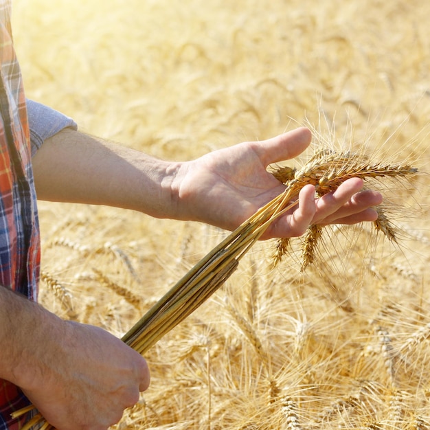 Foto l'agricoltore tiene in mano le spighette pronte per il raccolto di grano all'ora del tramonto del campo di mais