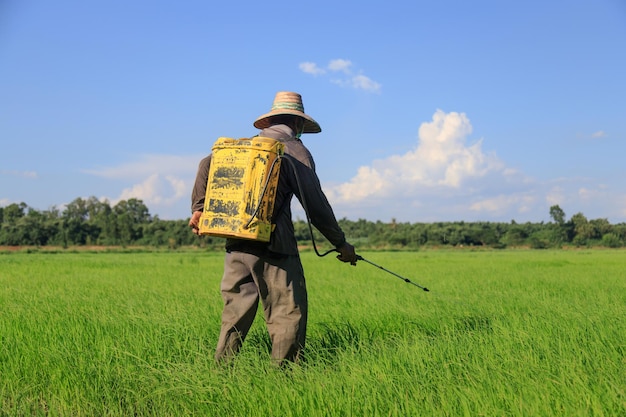 Фермер, вводящий пестицид в посевы свежего и натурального риса, ферма, химия и неорганическое сельское хозяйство.