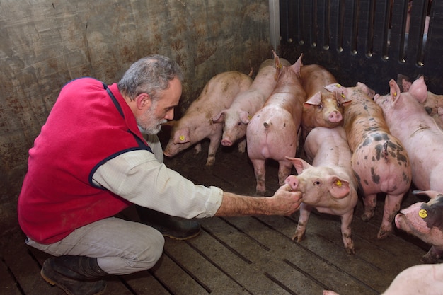 Photo farmer inside a pig farm, petting the pigs