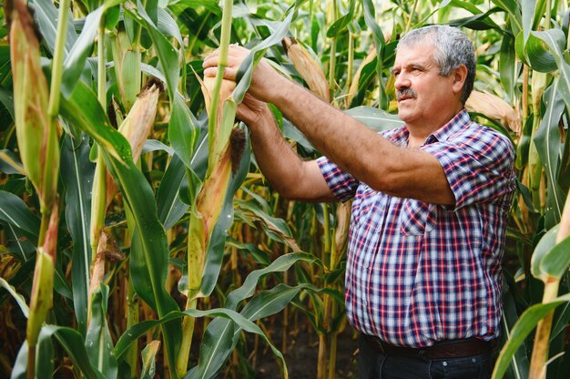 Farmer inspecting corn cob at his field