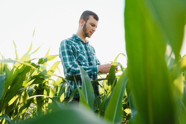 Farmer inspecting corn field summer sunny day