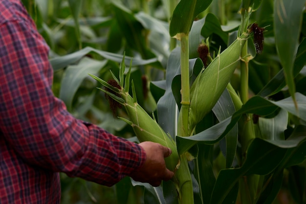 Farmer inspecting green maize corn