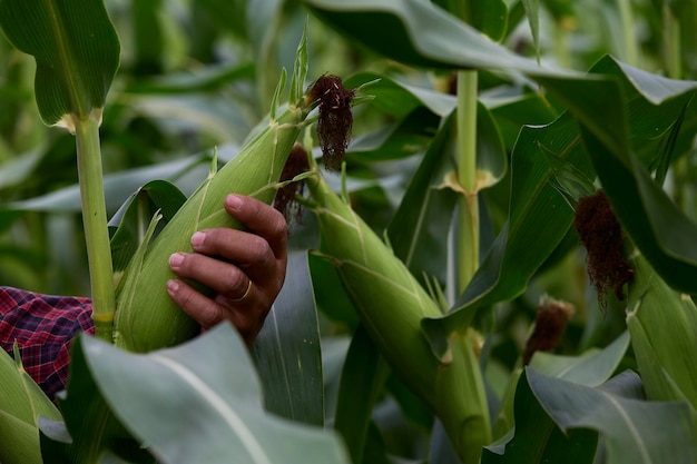 Farmer inspecting green maize corn