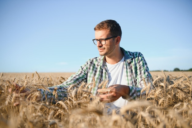 A farmer inspecting wheat in a field