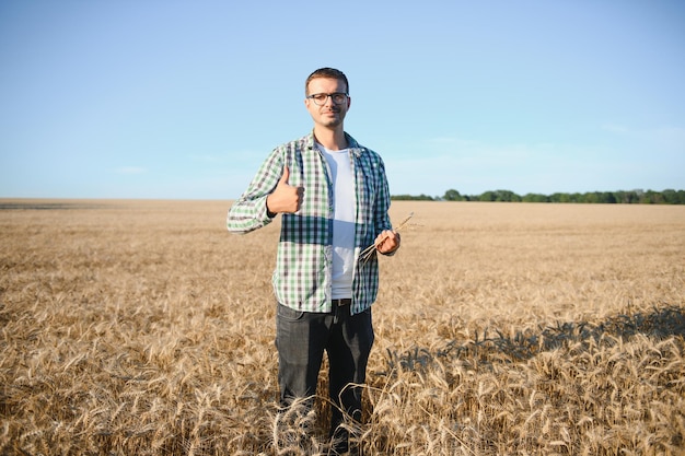 A farmer inspecting wheat in a field