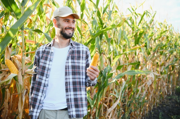 Farmer inspecting the years maize or sweetcorn harvest