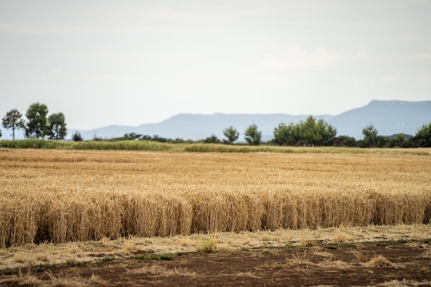 farmer inspection a crop in a field on a farm wheat crop head going to seed ready for harvest barl