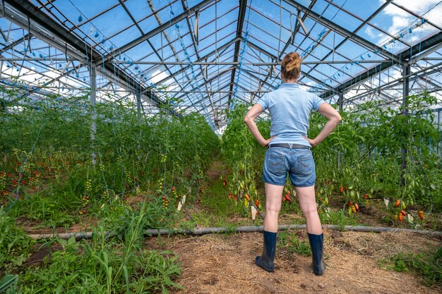 농부가 유기농 농장의 온실에서 토마토 작물을 검사합니다.